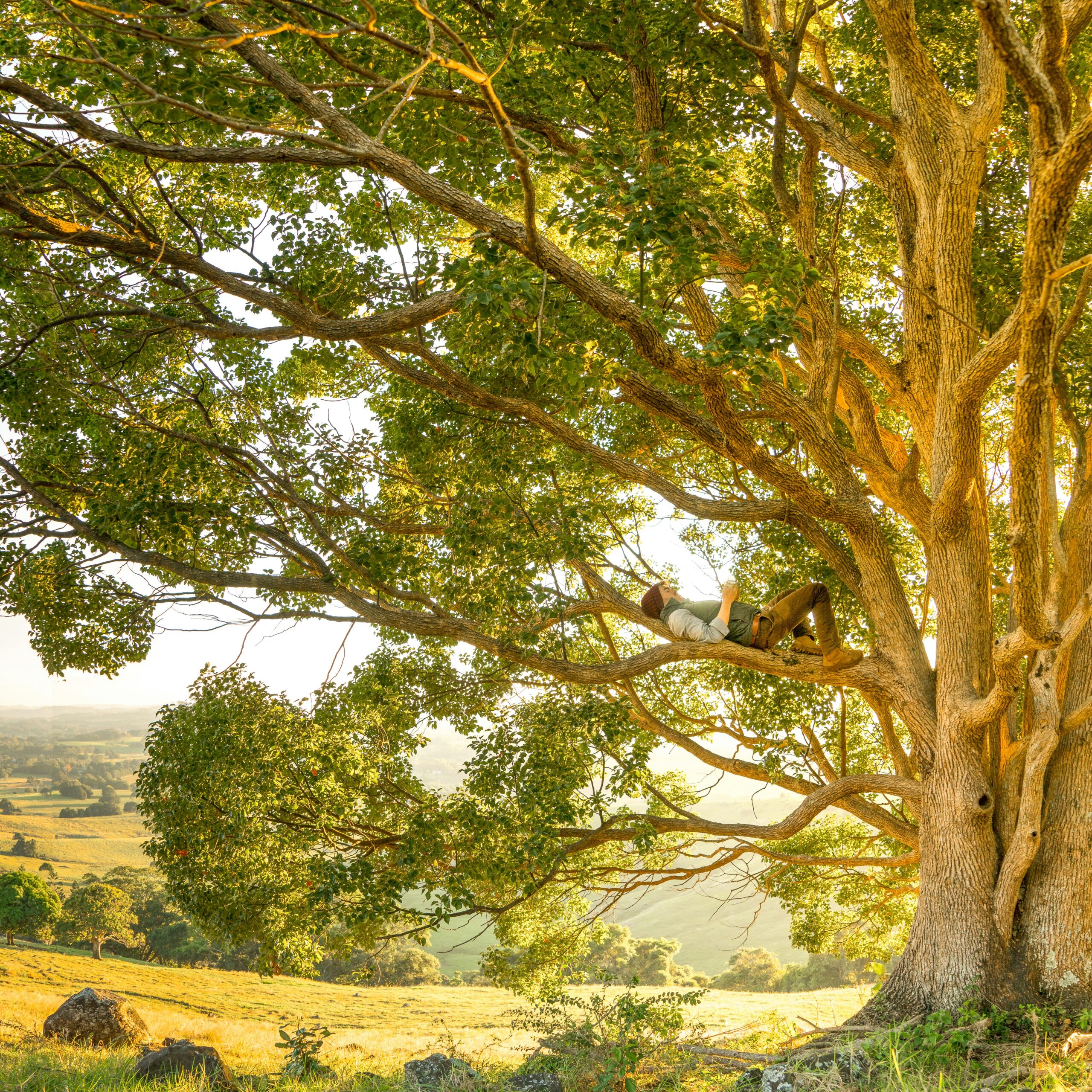 Image of a person lying on a tree branch